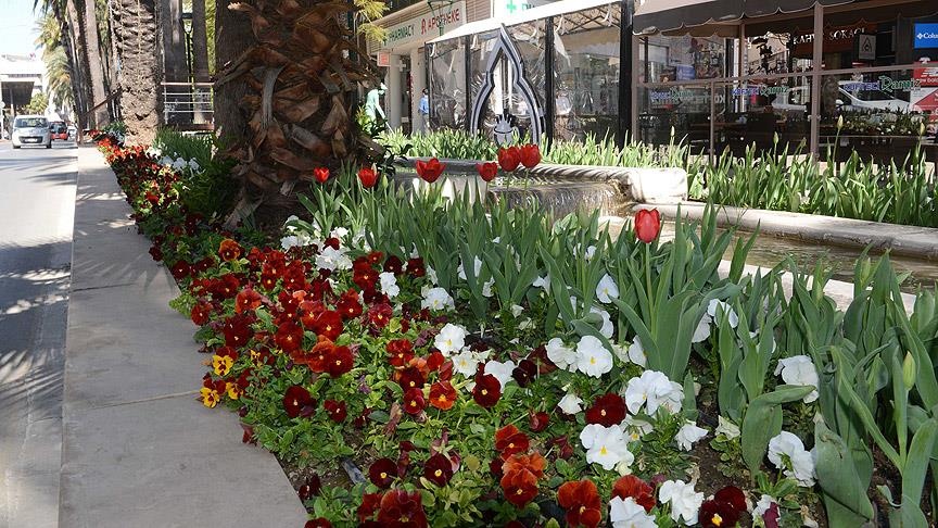 Antalya sokaklarına 3,5 milyon dal çiçek
