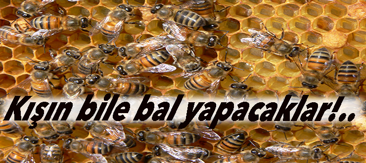 Süper arılar geliyor..