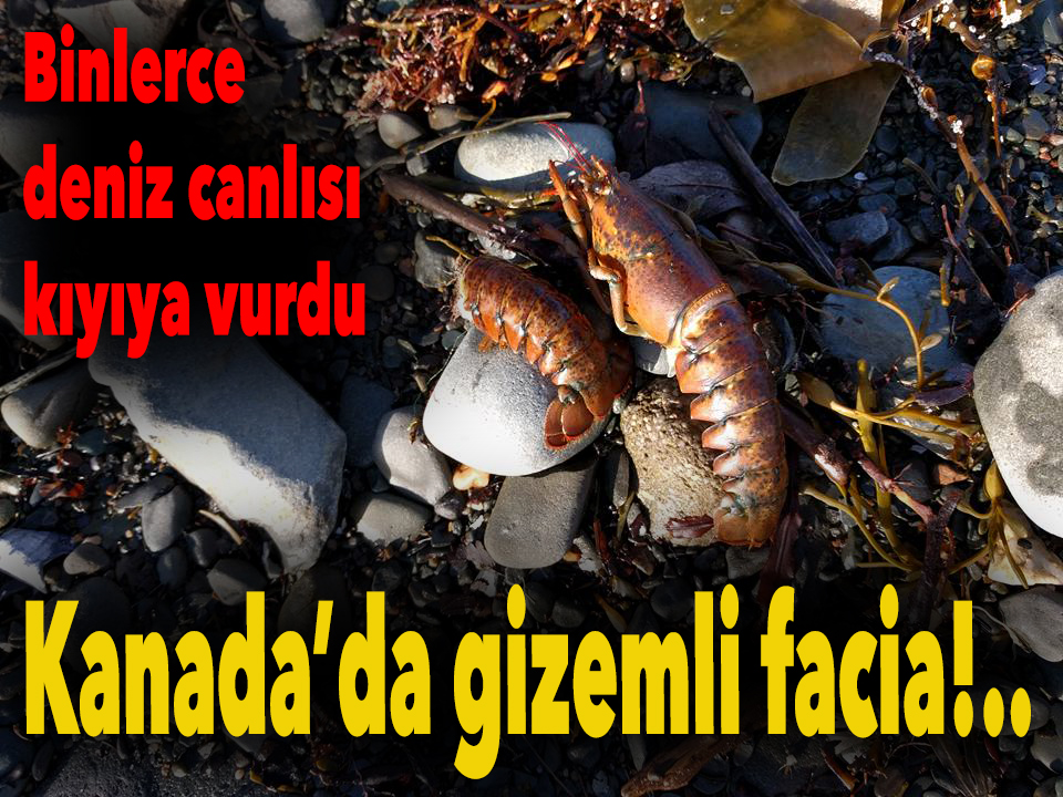 Kanada’da binlerce ölü deniz hayvanı kıyıya vurdu!..