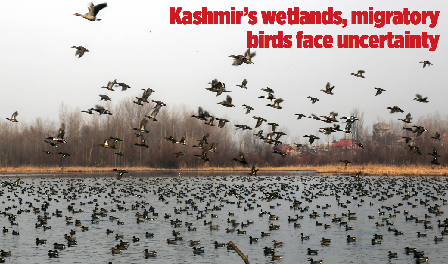 Kashmir's wetlands, migratory birds face uncertainty