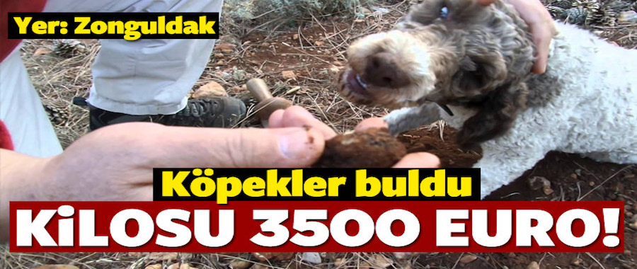 Köpekler buldu, kilosu 3 bin 500 Euro!..