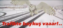 Trafikte baykuş vaaaar!
