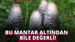 Bu mantar altından bile değerli!