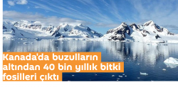 Kanada'da buzulların altından 40 bin yıllık bitki fosilleri çıktı