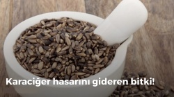 Karaciğer hasarını gideren bitki! 