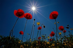 Gelincik tarlaları görenleri büyülüyor