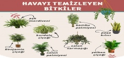 İşte havayı temizleyen bitkiler!