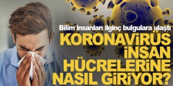 Koronavirüs insan hücrelerine nasıl giriyor?