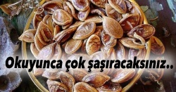 800 yıllık tohum ekilirse..