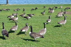 Kanada Kazları Bursa'da..
