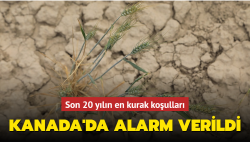 Kanada'da aşırı sıcaklarla gelen kuraklık tarımsal afete neden oldu