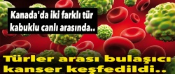 Türler arası bulaşıcı kanser türü keşfedildi..