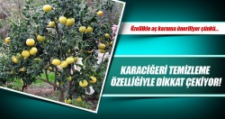 Karaciğerinizi temizlemeye var mısınız?..