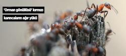 Kırmızı karıncaların ağır yükü!..