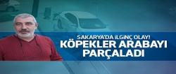 Sakarya'da sokak köpekleri otomobili parçaladı