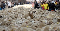 Madrid'de koyunlar şehre indi