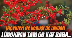 Kuşburnu mucizesi..