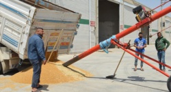 Türkiye'den Kanada mercimeğine sınırlama talebi..