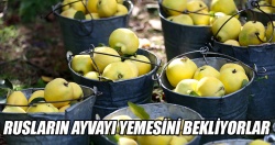 Ruslar ayvayı yerse çiftçinin yüzü gülecek..