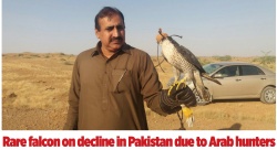 Rare falcon on decline in Pakistan due to Arab hunters