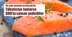 Kanadalılara tonlarca GDO'lu somon yedirdiler..