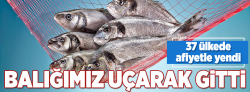 Türk balığı 37 ülkeye "uçarak" gitti..