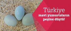Türkiye mavi yumurtanın peşinde..