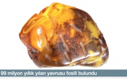 99 milyon yıllık yılan yavrusu fosili