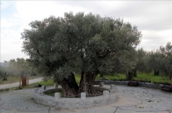 Hz. İsa ile yaşıt zeytin ağacı..