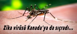 Zika virüsü Kanada’ya da sıçradı