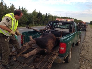 moose-accident