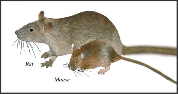 rat-mouse